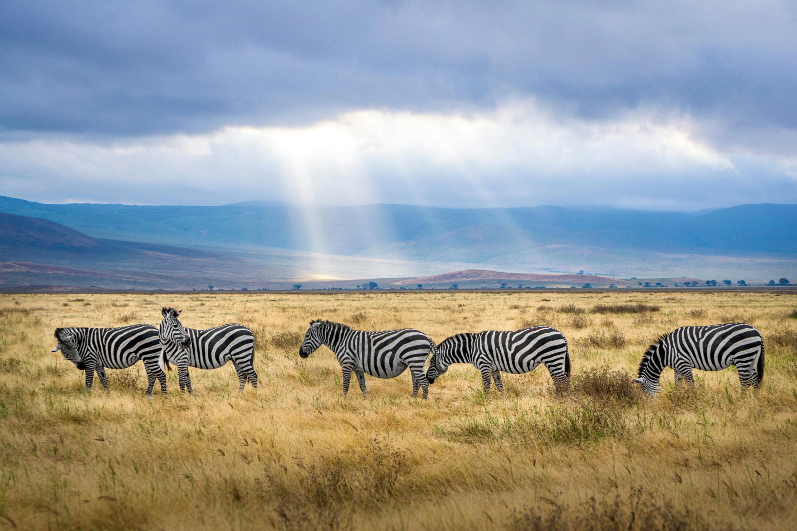 Five zebra grazing on grass field